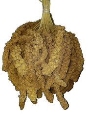 Birds LOVE Spray Millet Non-GMO for Birds Cockatiel Lovebird Parakeet Finch Canary All Parrots Healthy Treat