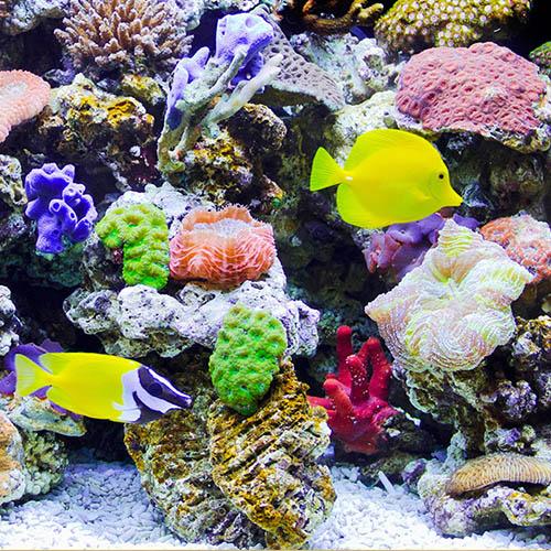 Fish & Aquatic pets