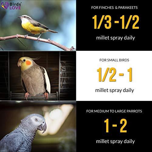 Birds LOVE Spray Millet Non-GMO for Birds Cockatiel Lovebird Parakeet Finch Canary All Parrots Healthy Treat