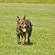Load image into Gallery viewer, Hyper Pet Squawkers Interactive Dog Toys
