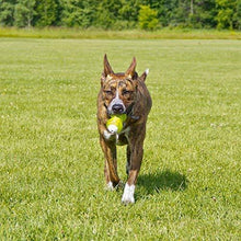 Load image into Gallery viewer, Hyper Pet Squawkers Interactive Dog Toys
