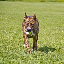 Load image into Gallery viewer, Hyper Pet Squawkers Interactive Dog Toys
