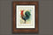 Awaken, Rooster Limited Edition, Signed and Numbered Print by Andre Dluhos